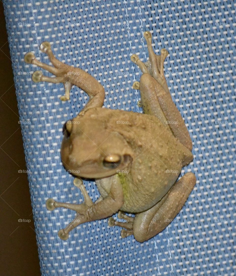 A green frog sticking to a blue chair and looking around with his big eyes
