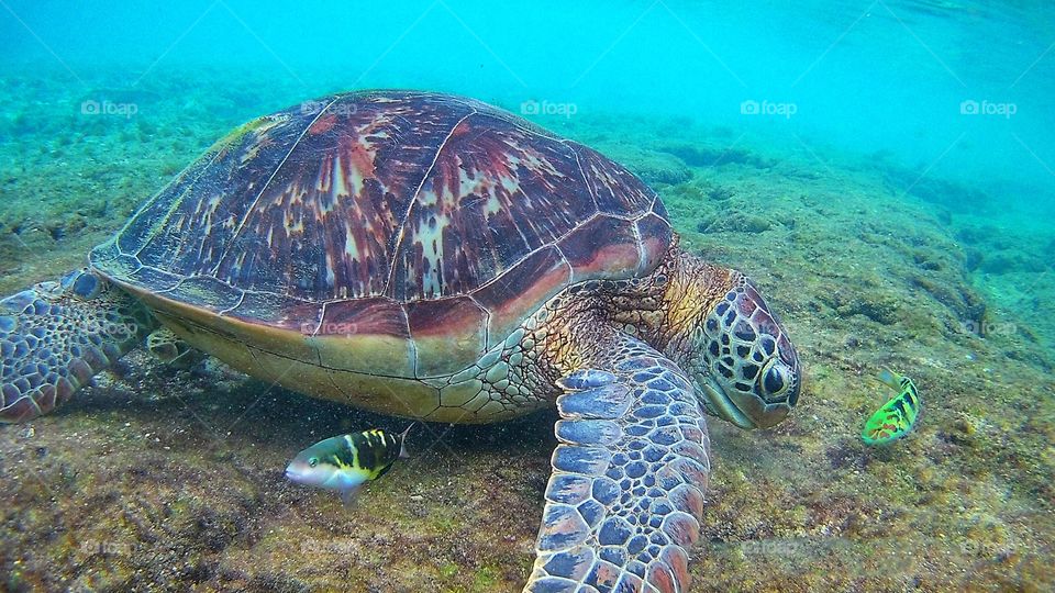 Sea turtle 