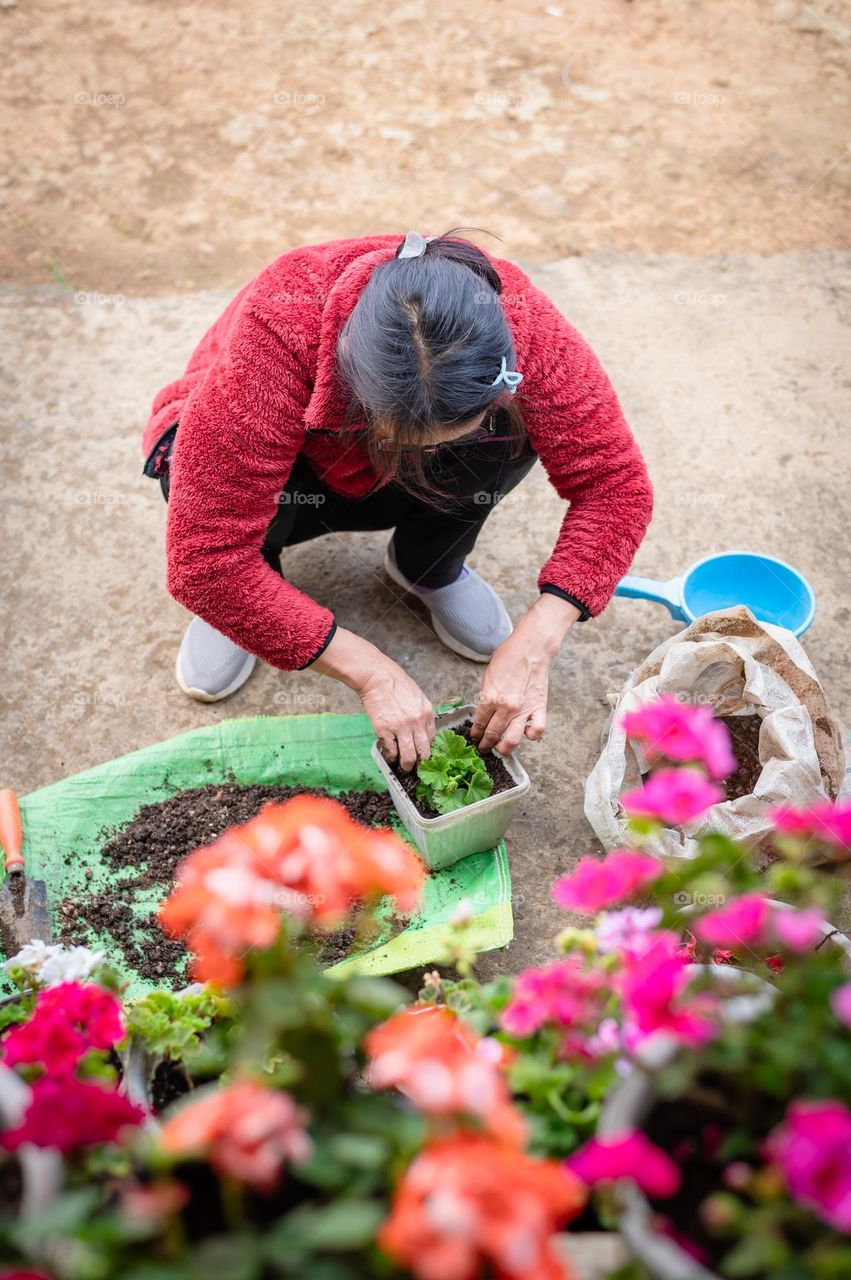 A woman planting and taking care of her flowering plants during spring.