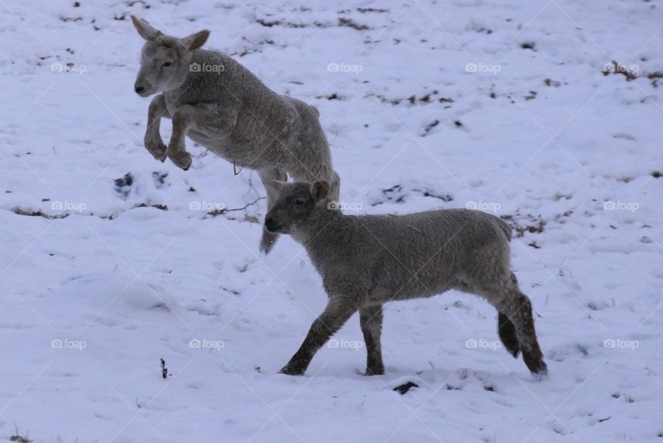 Cute little Lamb in the snow 