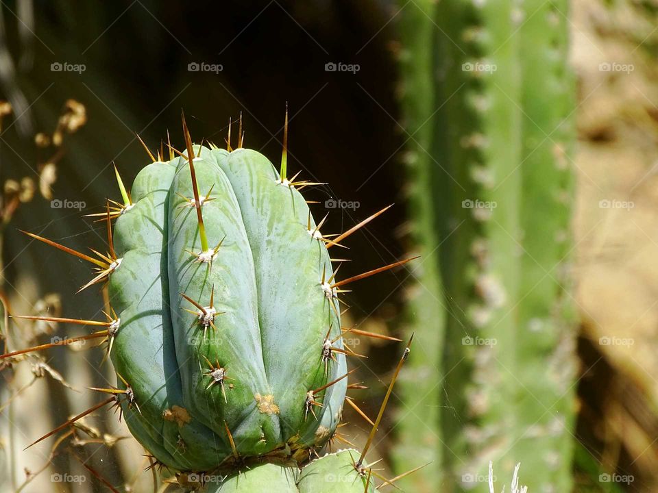 Cactus