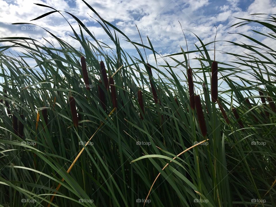 Cattails 
