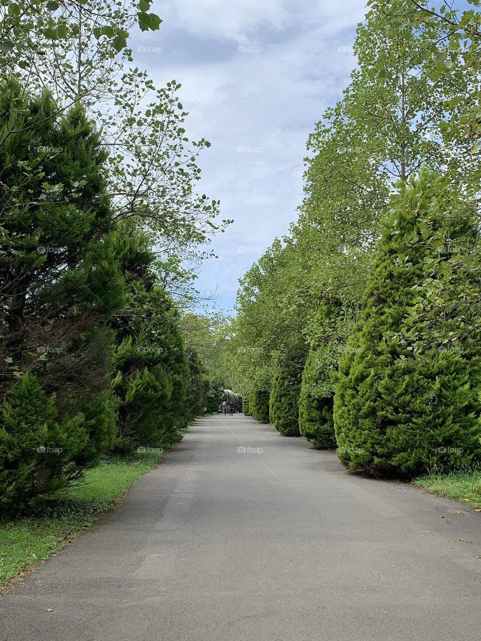 road in a beautiful green park