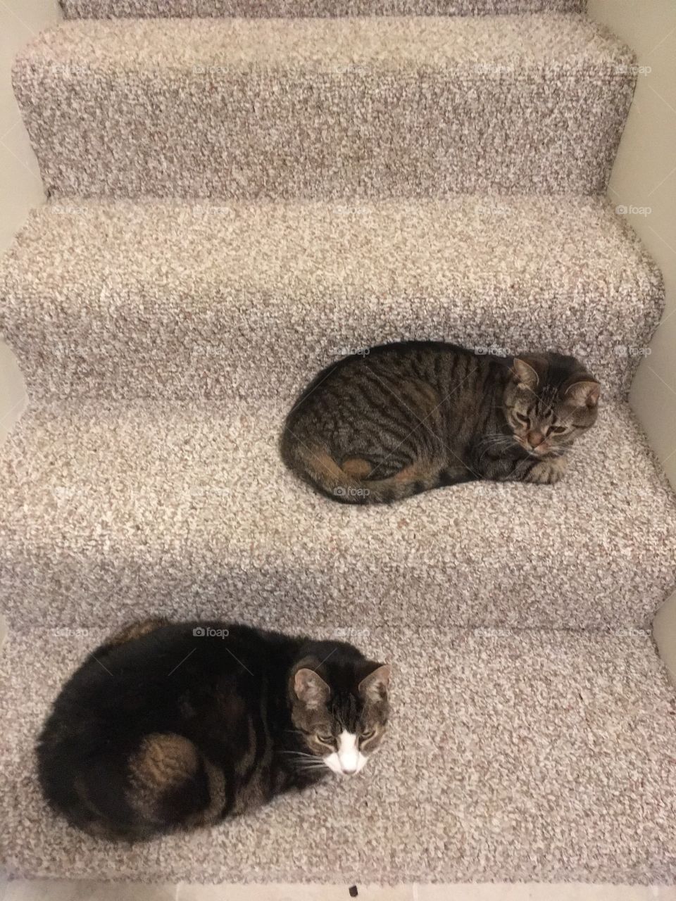 Stair cats