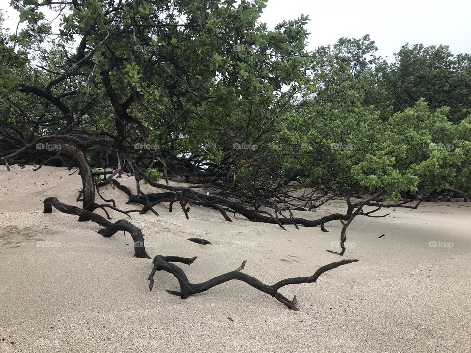 Beachy Tree