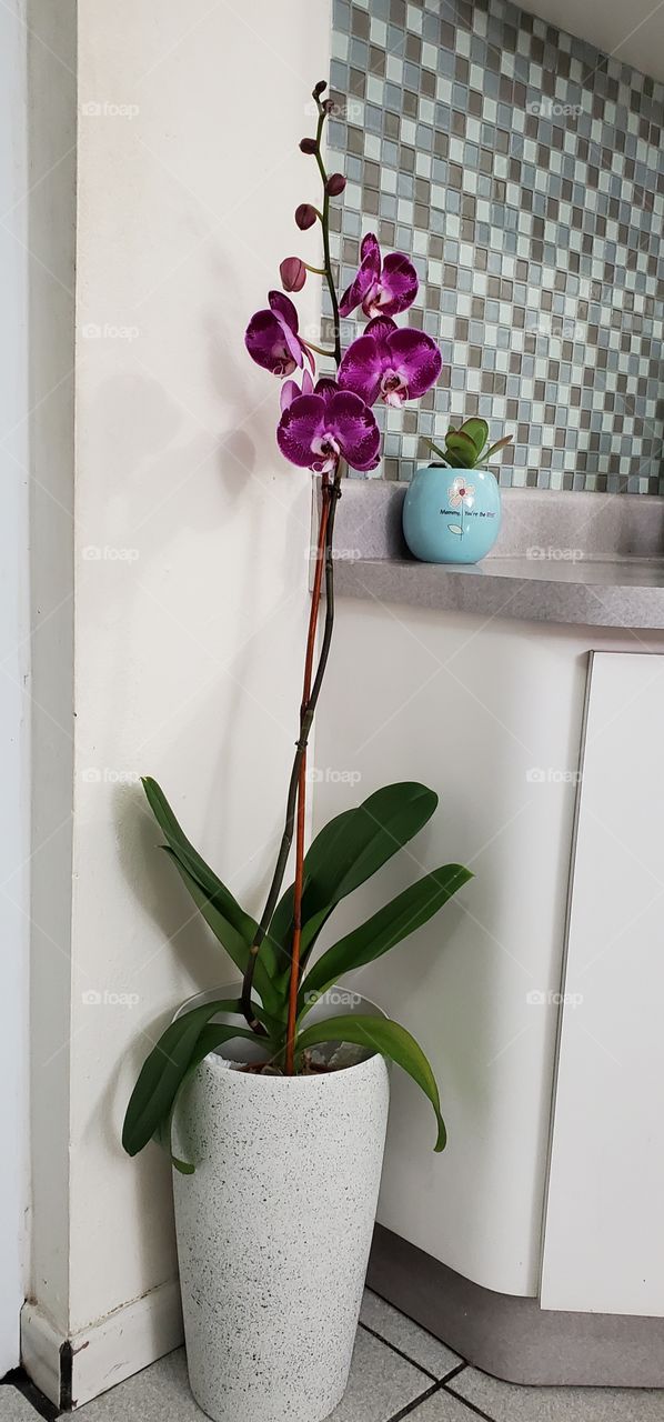 beautiful exotic orchids