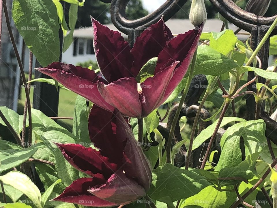 Burgundy Clematis 