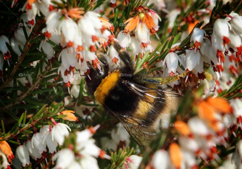 Bumblebee pollinating on flower