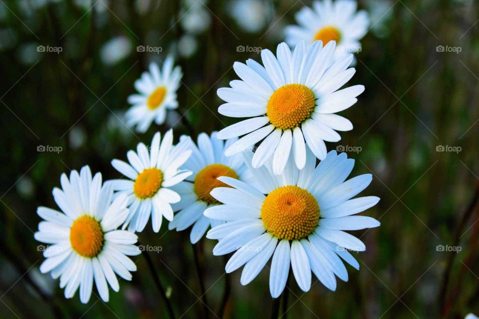 Daisies