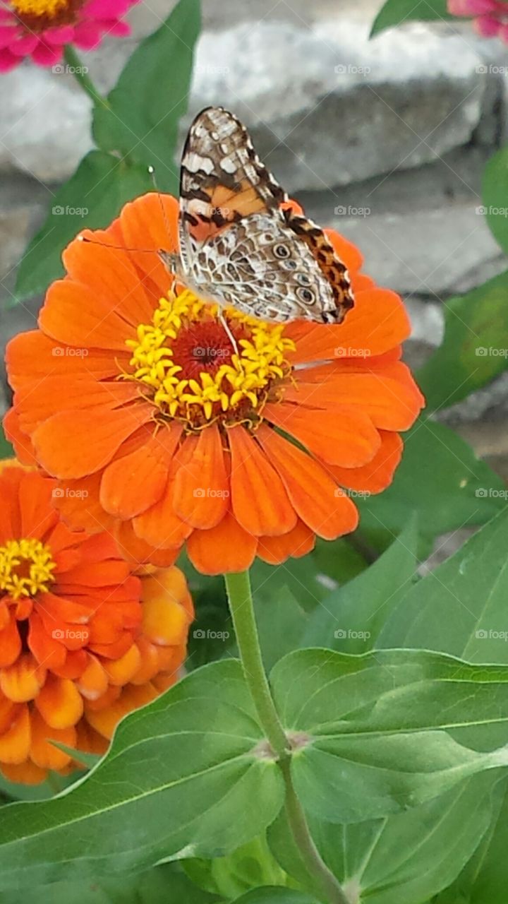 Butterflies and flowers