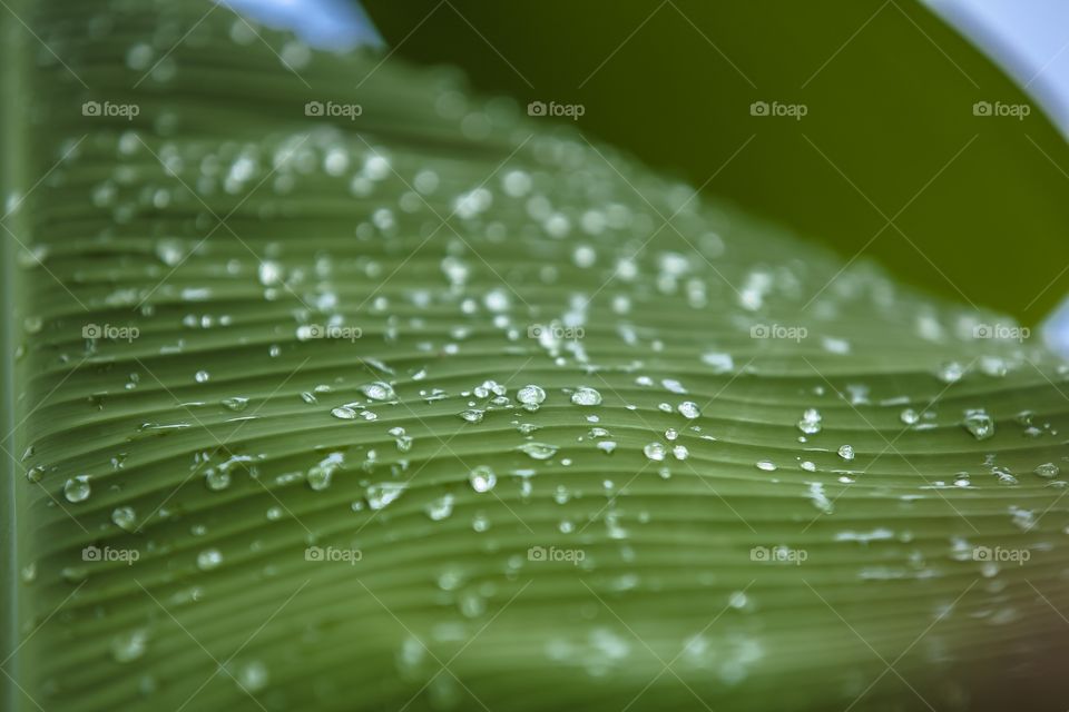 Gotas sobre hoja de banana 