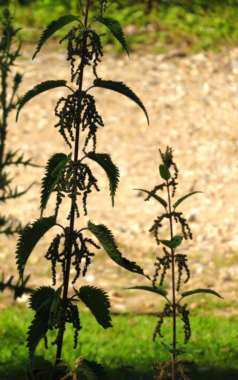 nettles