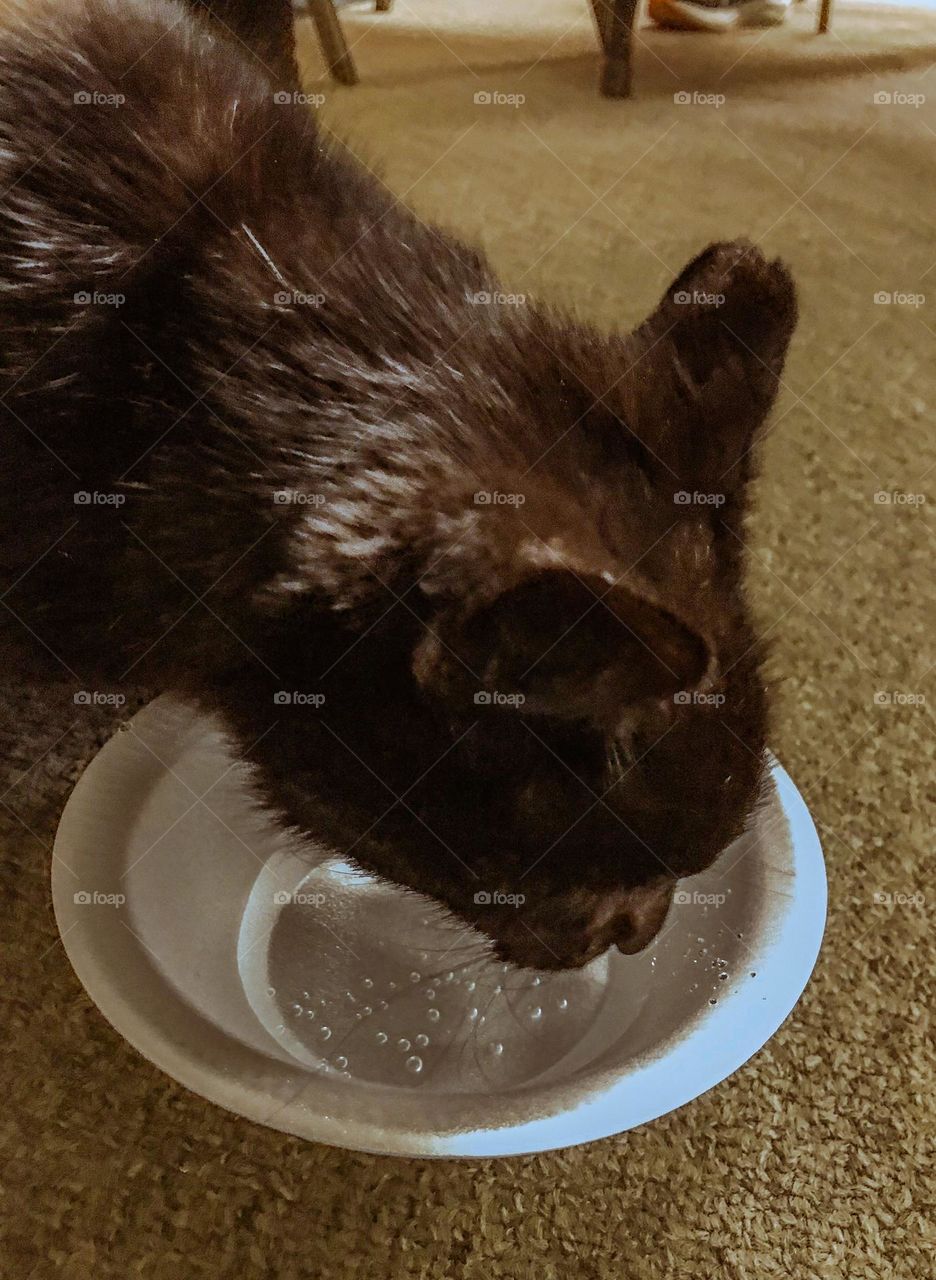 An enchanting black cat drinking water at church.