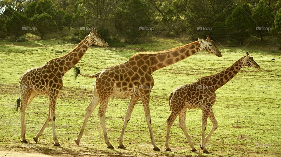 Three giraffe walking in line astern