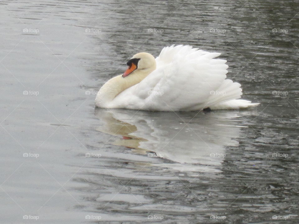 Bird, Swan, Water, Lake, Duck