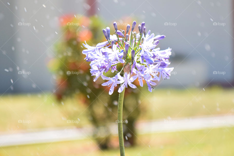 Agapanthus praecox