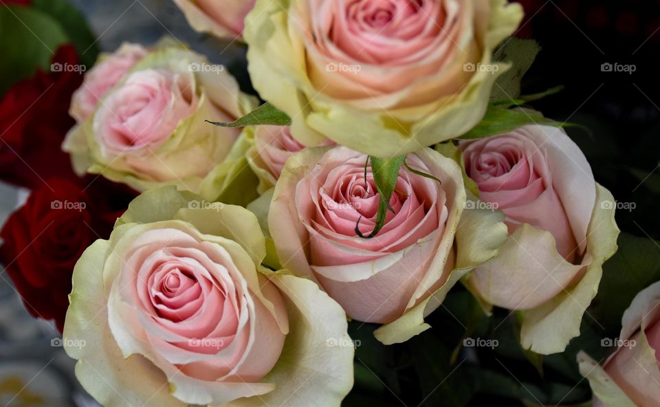 02. bouquet of beautiful red and pink roses, a gift of love
