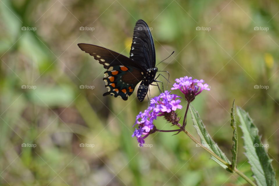 butterfly