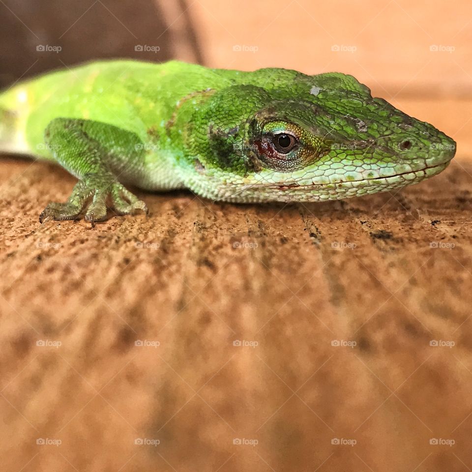 Lizard pausing to have his picture taken