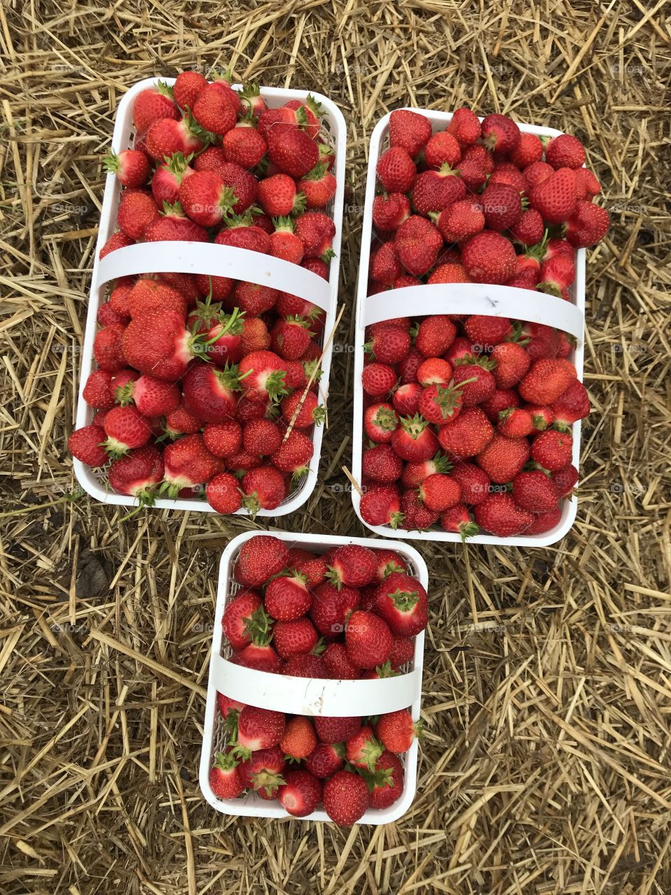 Fresh strawberries picked from the farm