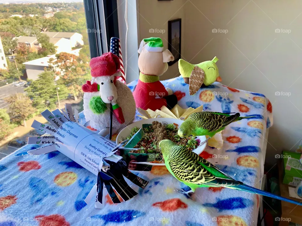 Green Parquets eating / pretty birdies  