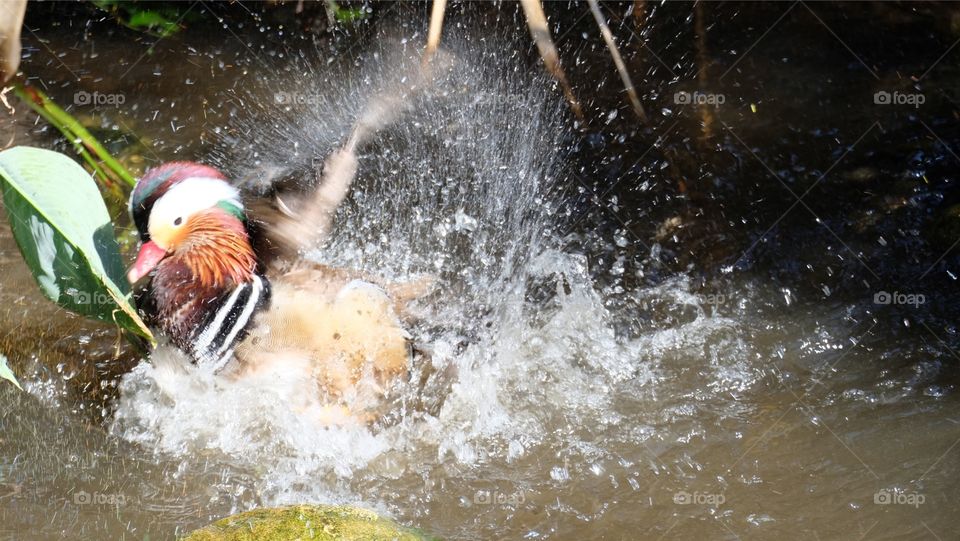 Duck splashing water