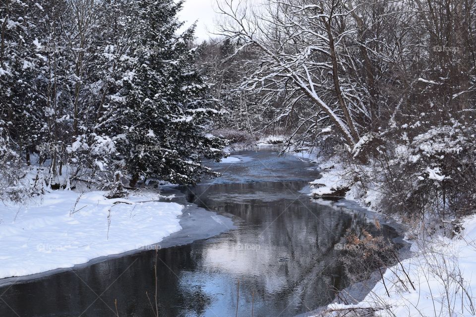 Winter Forest 