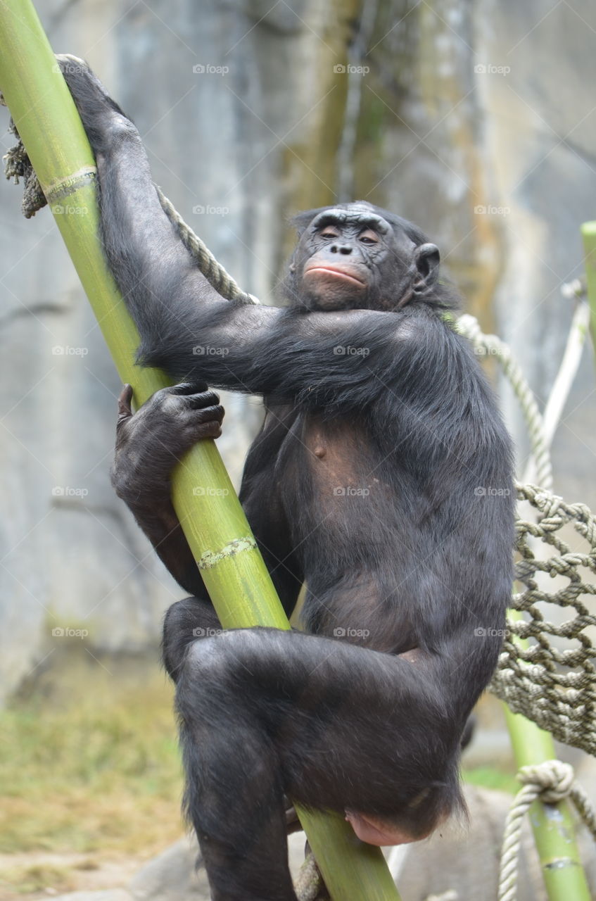 Hello Monkey. Monkey at the San Diego Zoo. 