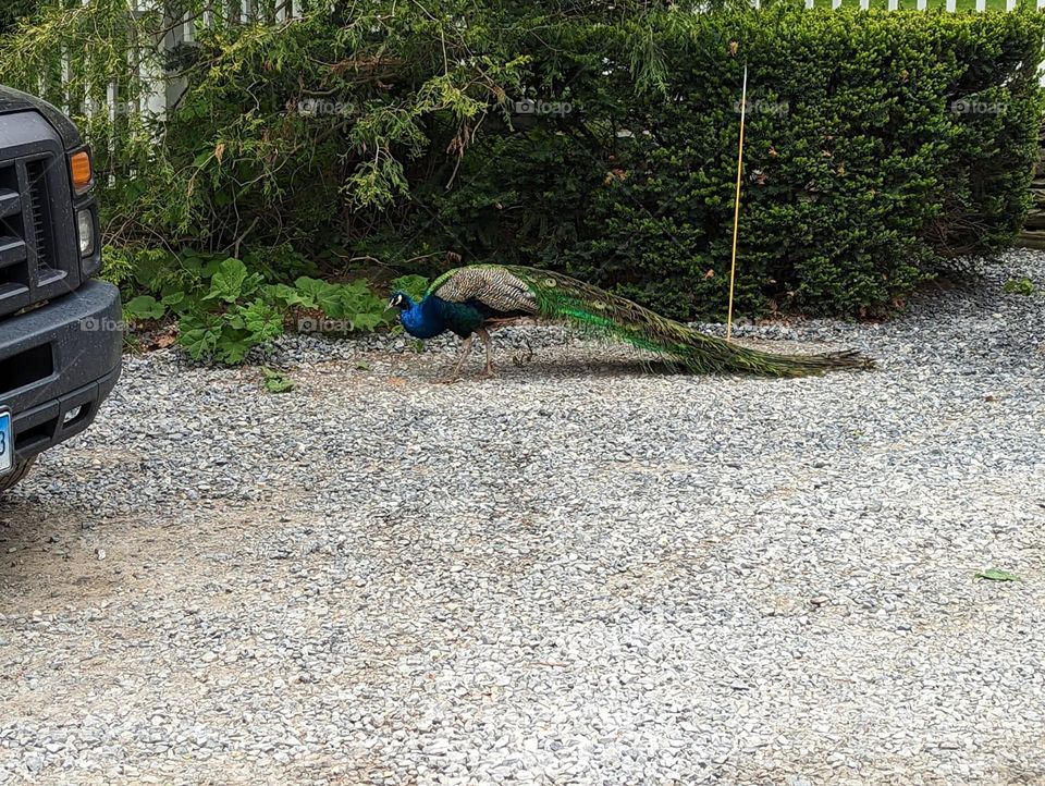 Peacock 