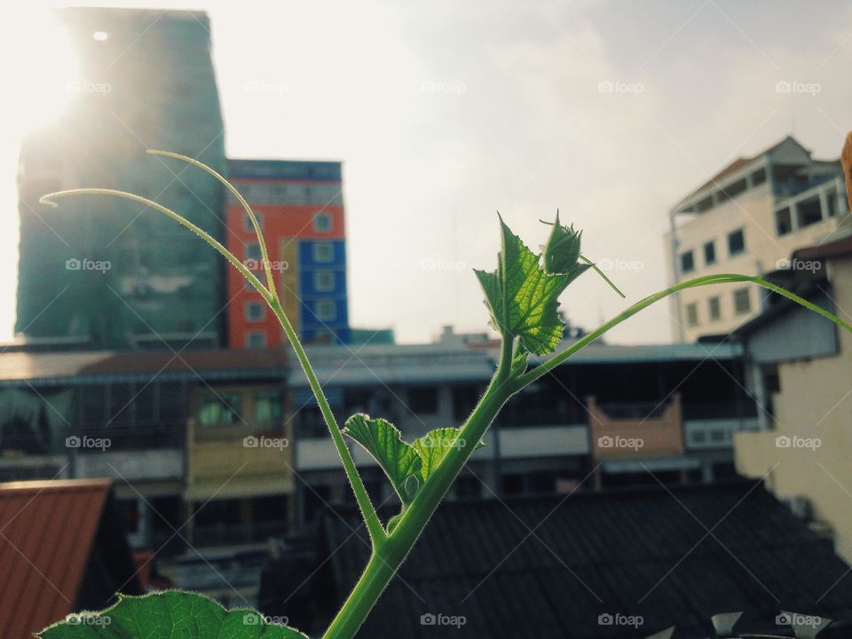 Fresh sprout