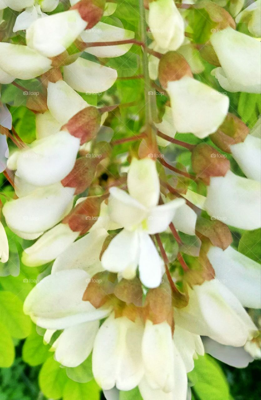 Nature, Leaf, No Person, Flower, Summer