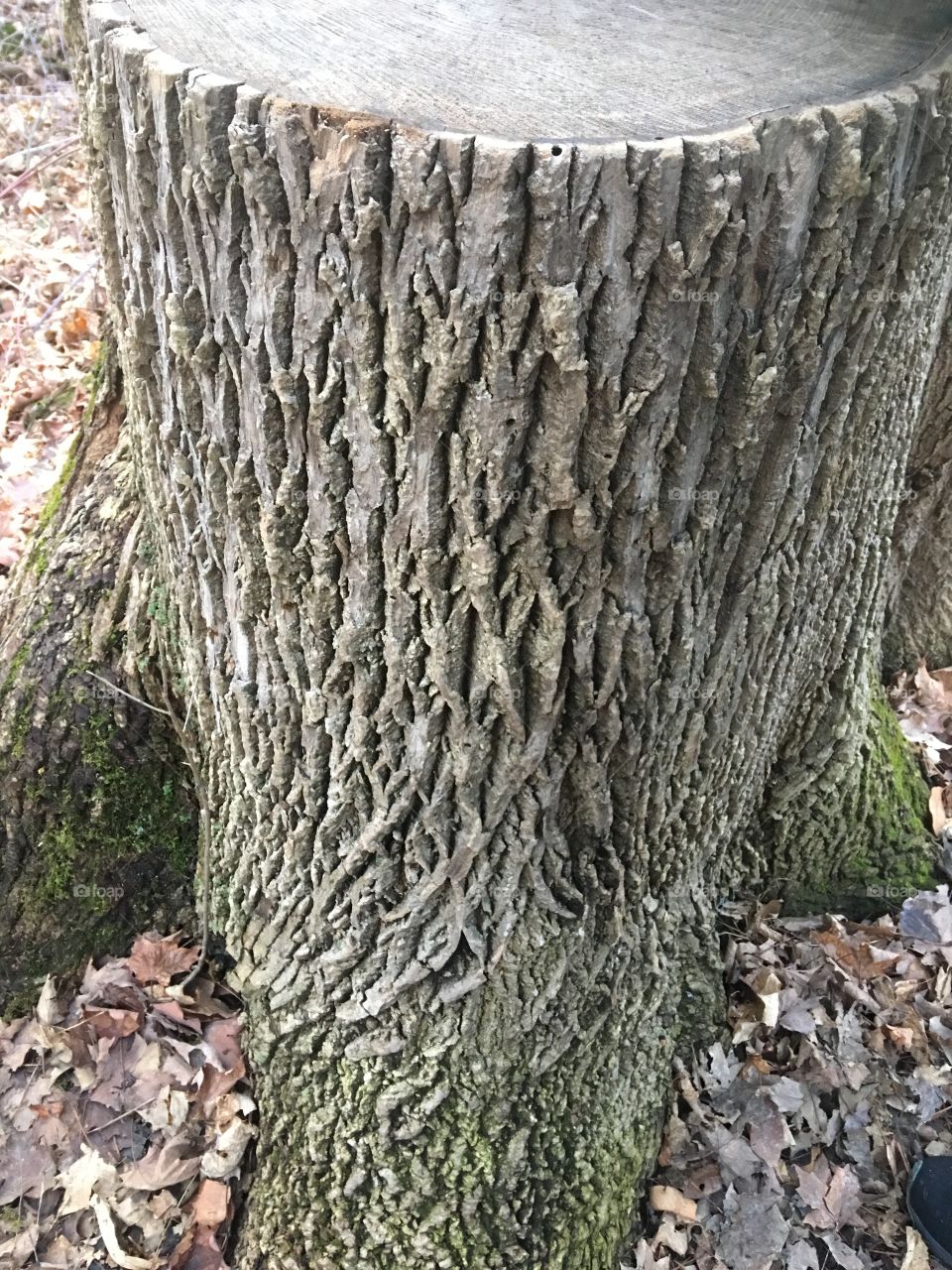 Trunk
