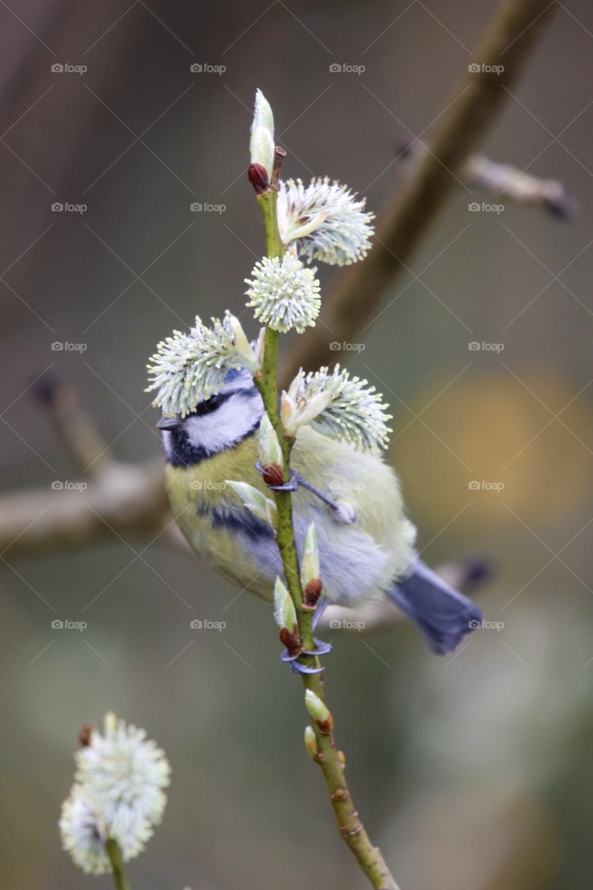 Blue Tit camouflage 😂