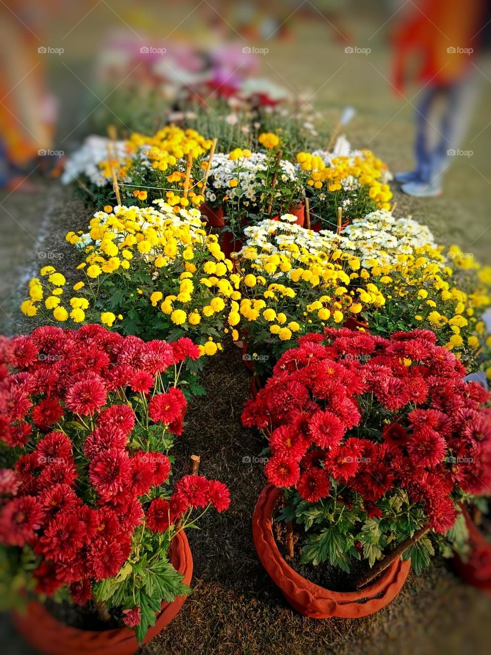Those colourful flowers in the potted plants look so vibrant and lively.
It's like a little rainbow garden.
The flowers in the container look so pretty and vibrant! It must be nice to have a little garden in a pot.