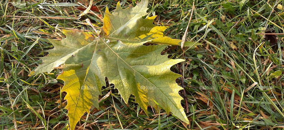 Leaf on the grass with light reflections