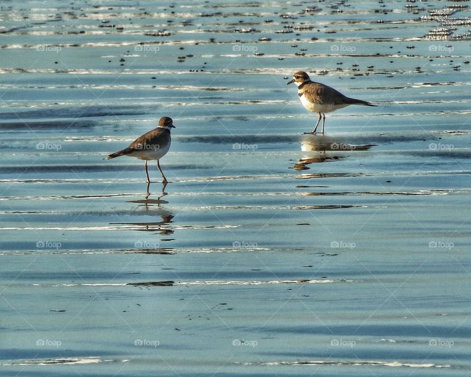 Plover Waterbirds on Pacific Coast