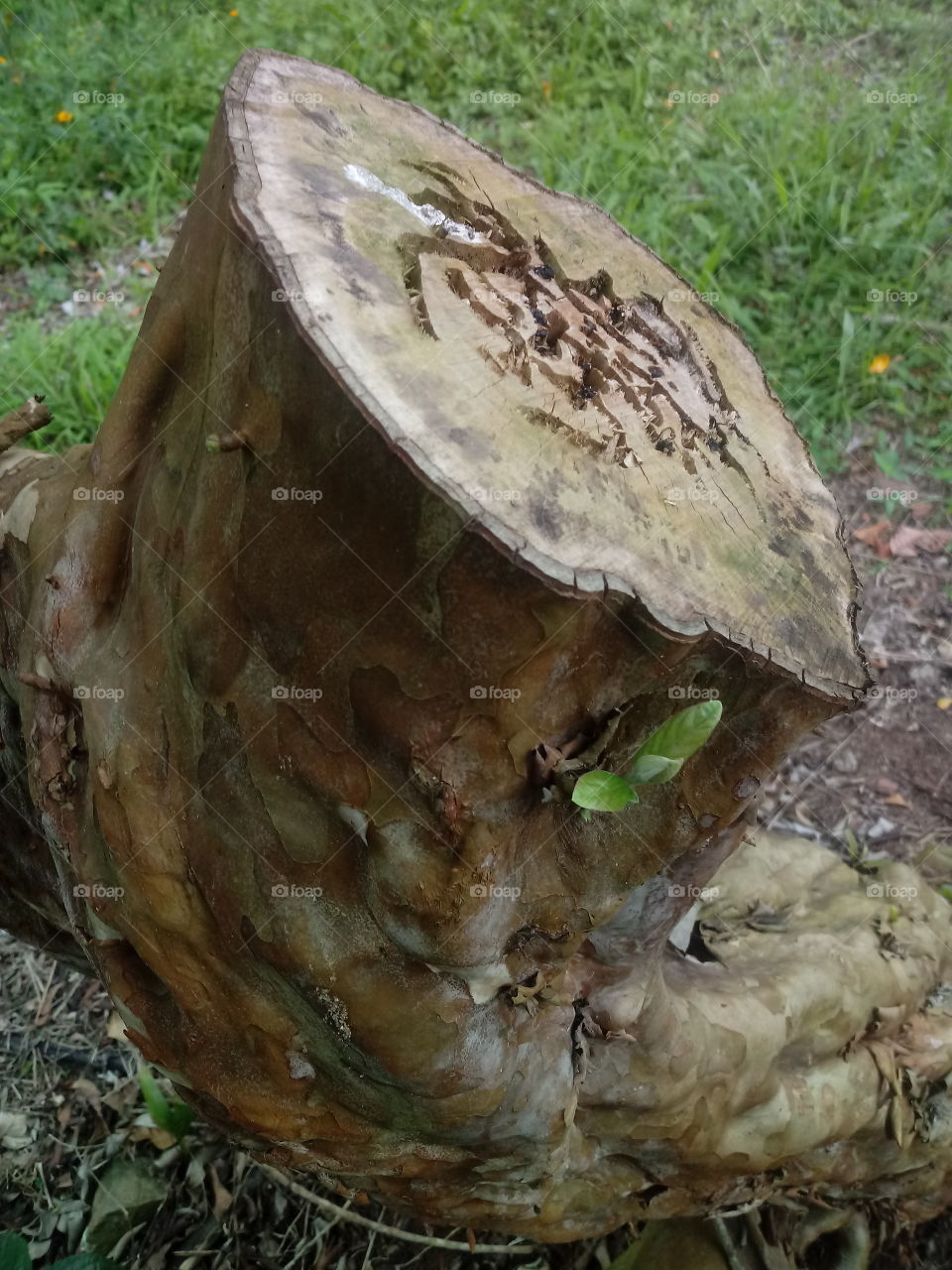 NATURE BOTANICAL PLANTS FLOWER GARDEN ENVIRONMENT TRUNK