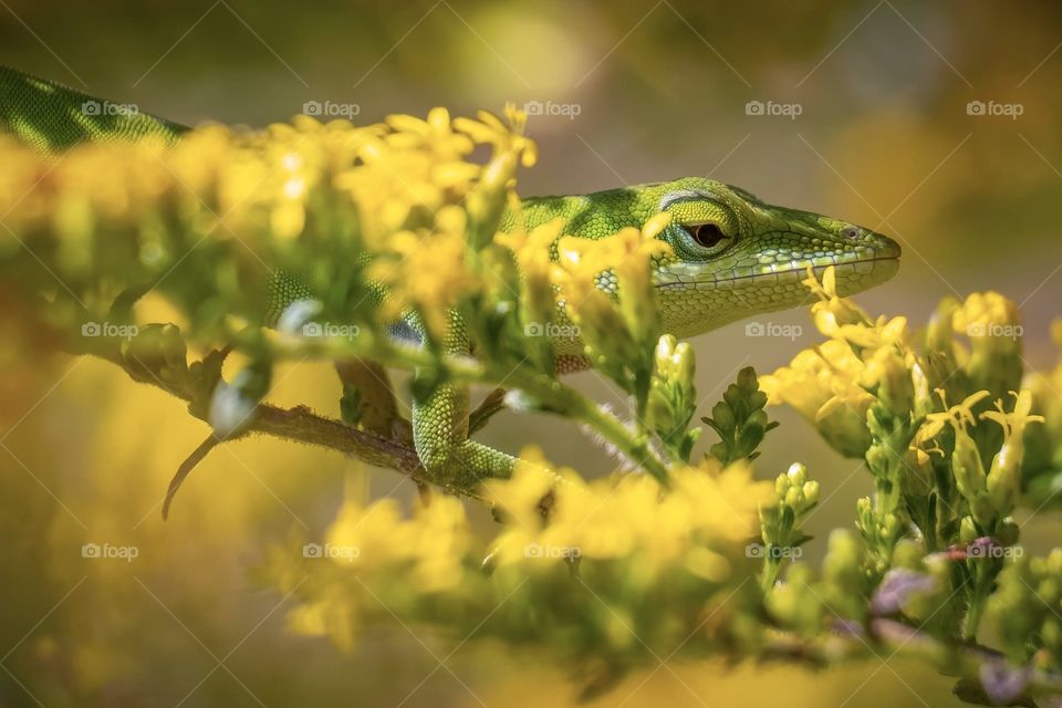 Stealthy hunter amidst the yellow. Green Anole in goldenrod. Raleigh, North Carolina. 