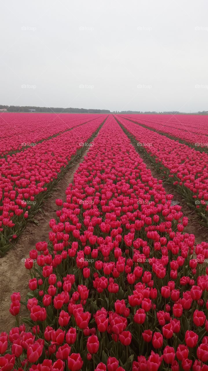 Pink tulip flowers . Pink tulip field in holland 