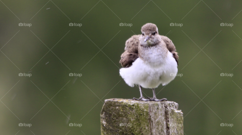 common Sandpiper