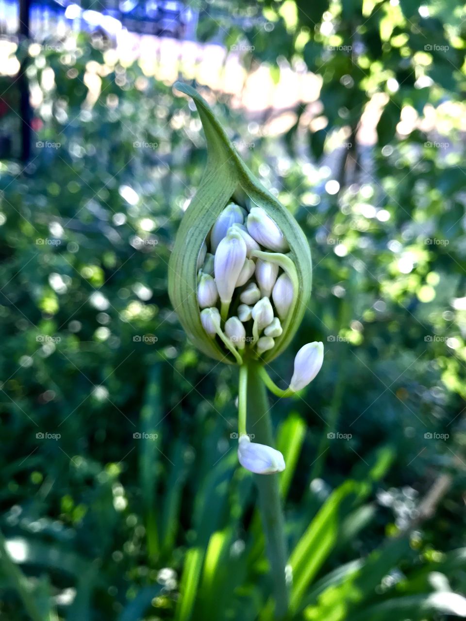 Agapanthus bud 