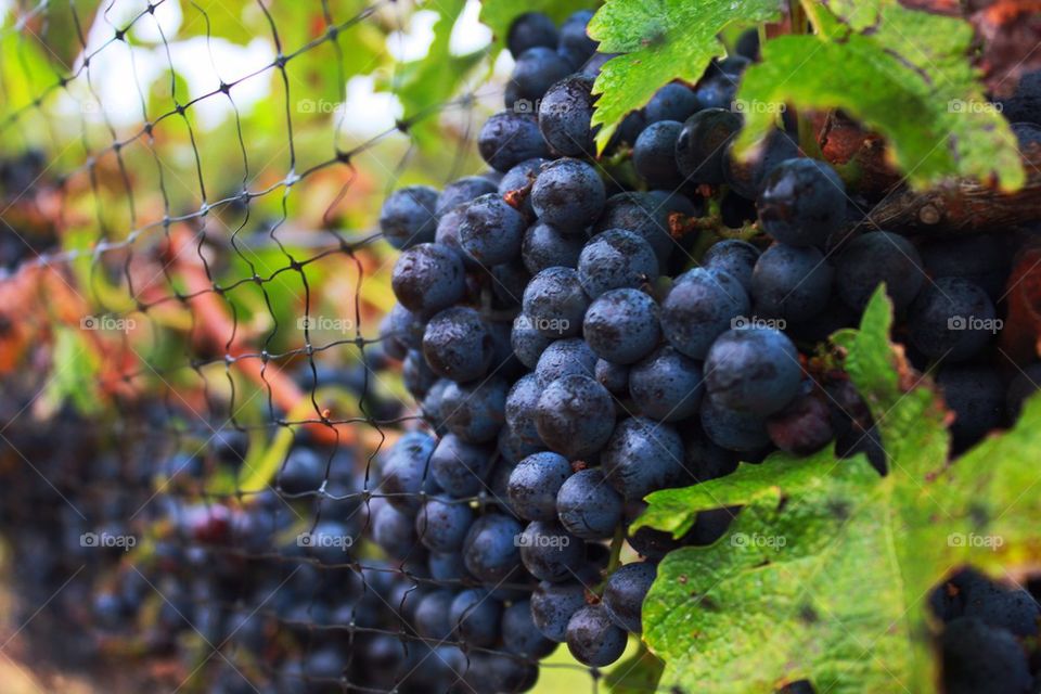 Vineyard Grapes