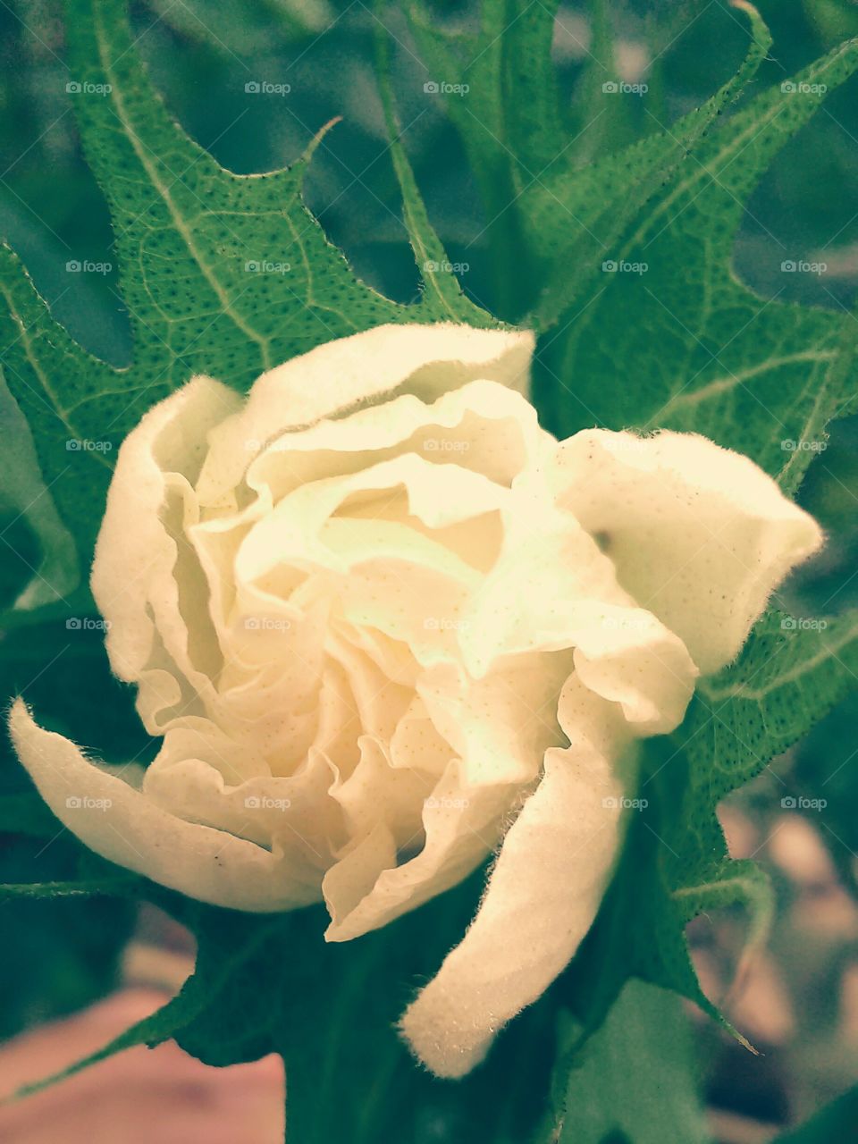 flower of cotton