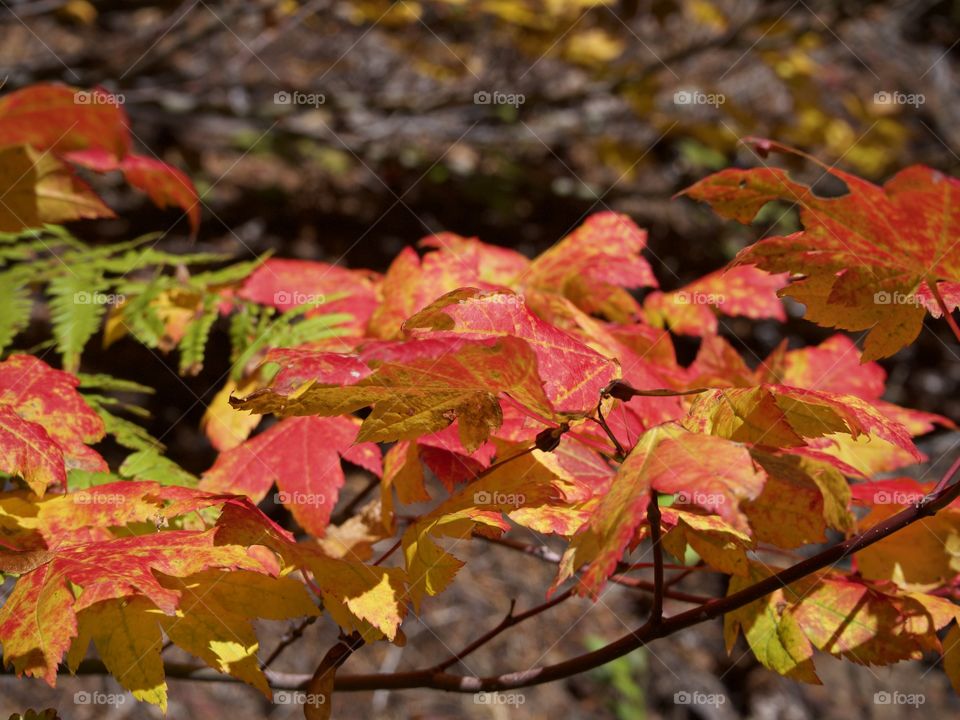 Maple trees in the forests of Western Oregon with leaves shining in their stunning fall colors of red, orange, and yellow on a sunny autumn day.