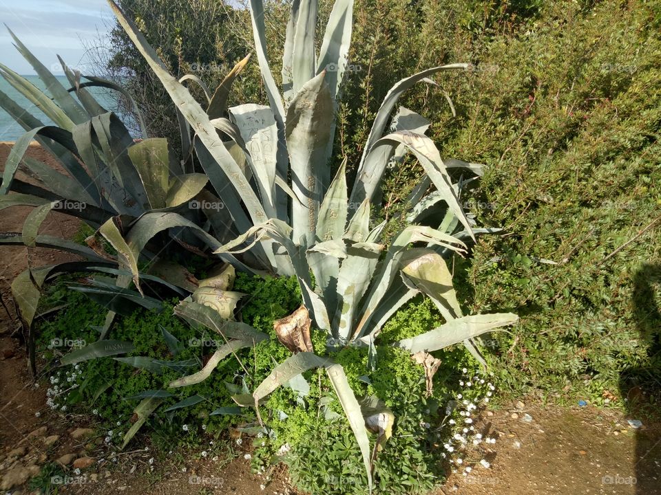 Cactus, Flora, Nature, Garden, Leaf