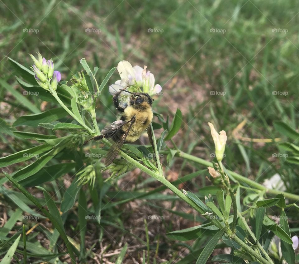 A bumblebee covered in a pollen enjoying a flower. Surround by some stalky green grass and patches of dried dead grass. The flowers are purple/white in colour.