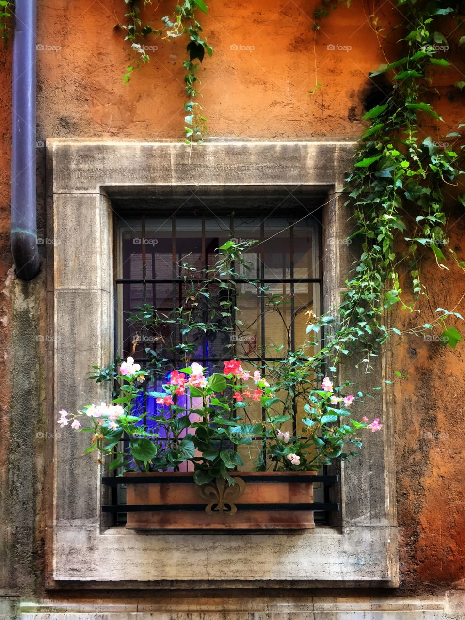 Flowers in a window box on a small backstreet in Rome