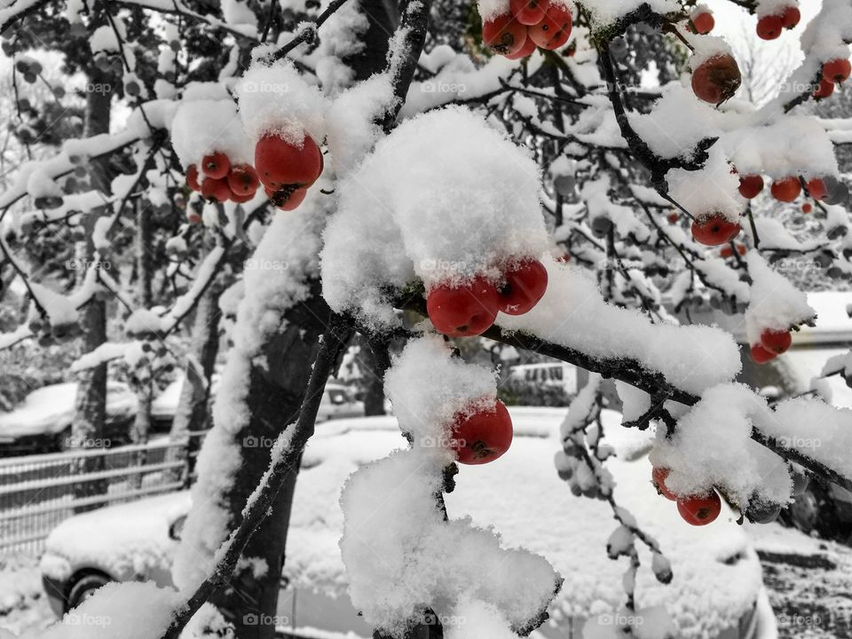 Frozen tree in winter