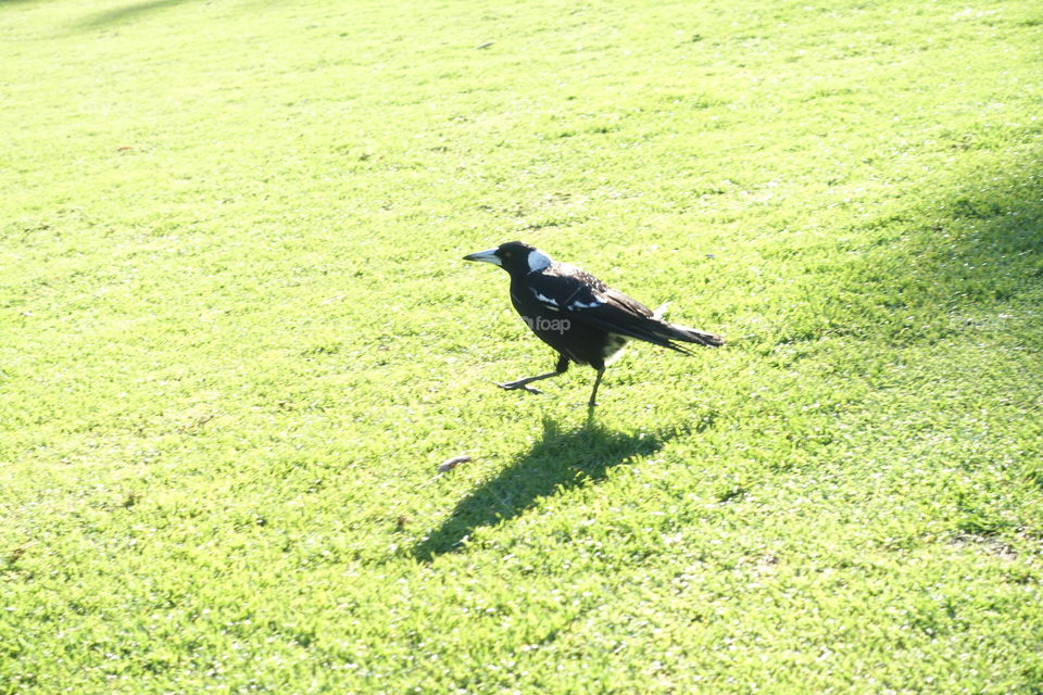 Running Australian magpie on the grass.