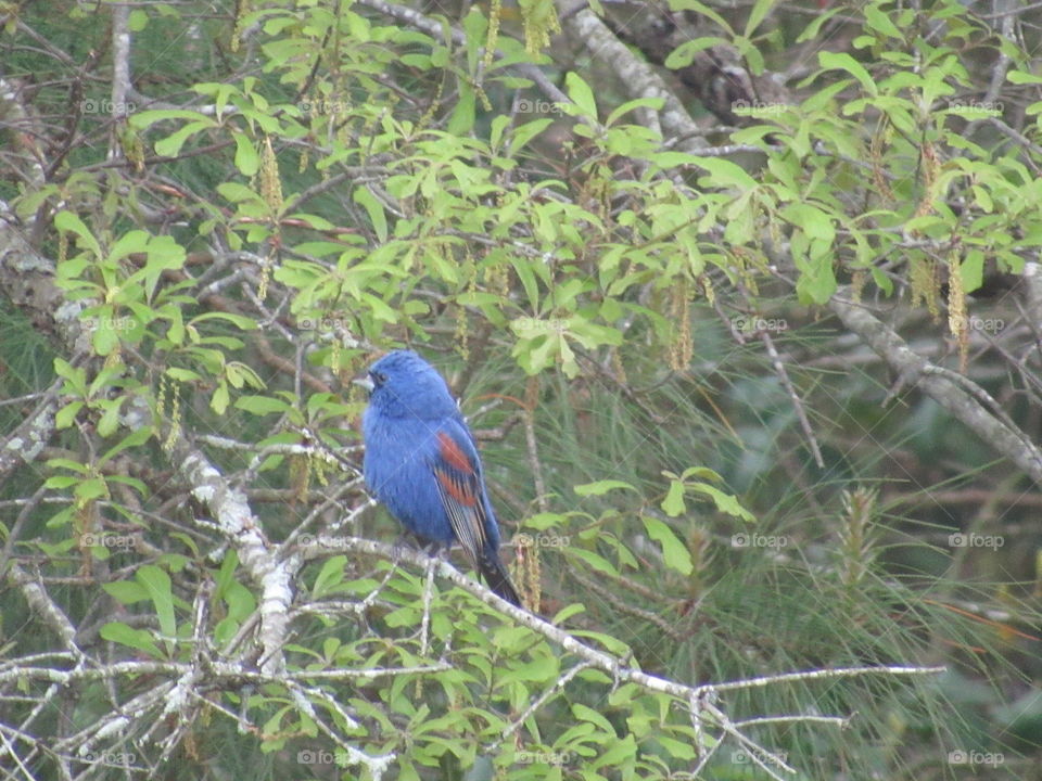 Blue Grosbeak on branch